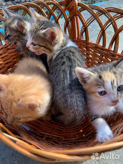 Кошка