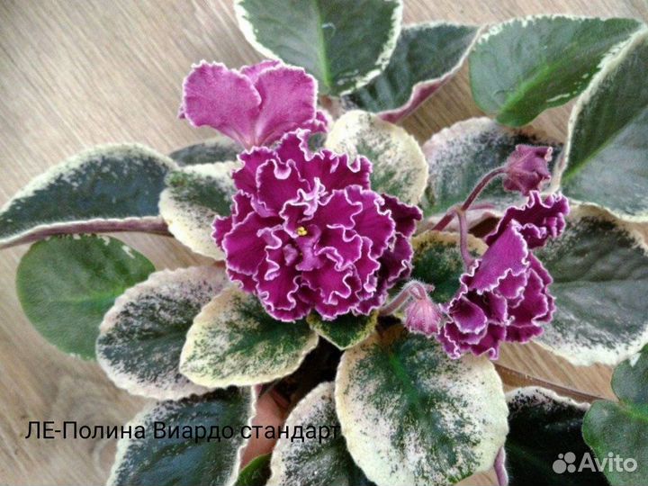 Сенполии(узамбарские фиалки) почтой