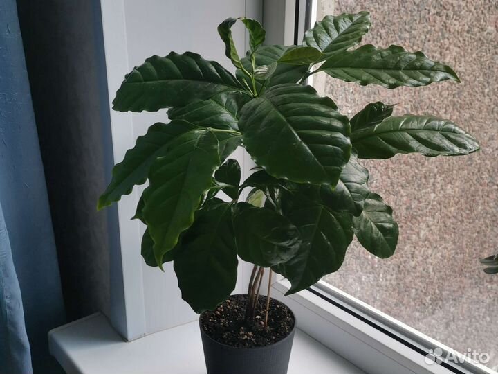 Комнатные цветы, спатифилум и другие