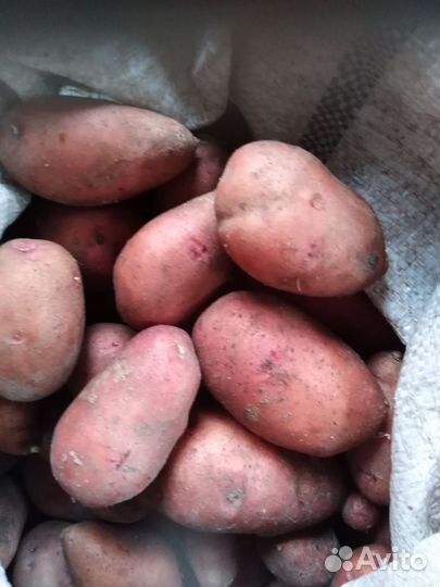 Продам картофель