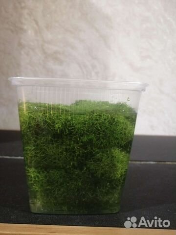 Водоросли для аквариума
