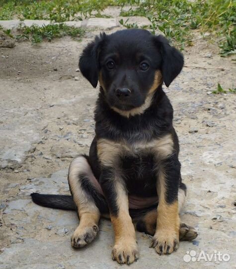 Собаки бесплатно в добрые руки щенки