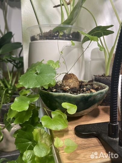 Диоскорея слоновая