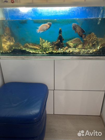 Аквариум
