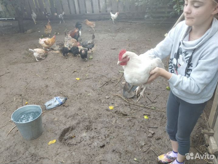 Петухи молодые домашние