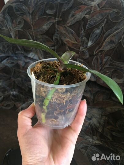 Орхидея Sogo Diamond бабочка