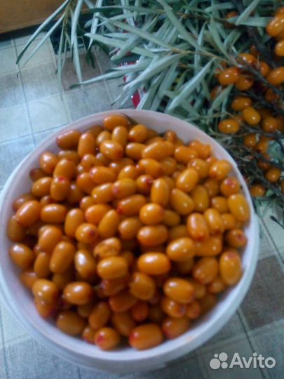 Совок для сбора ягод