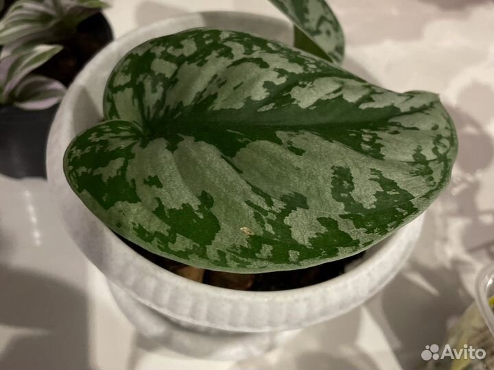 Сциндапсус треба в белом горшочке с поддоном