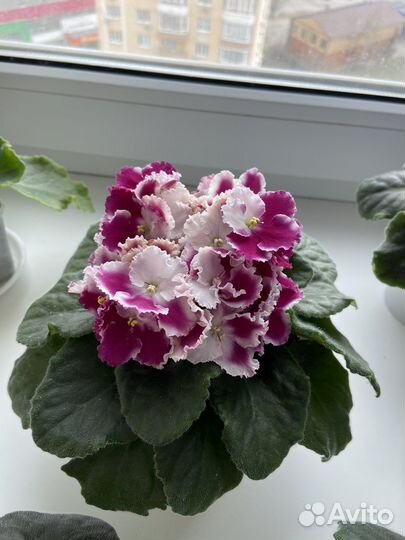 Укоренённые листы фиалок