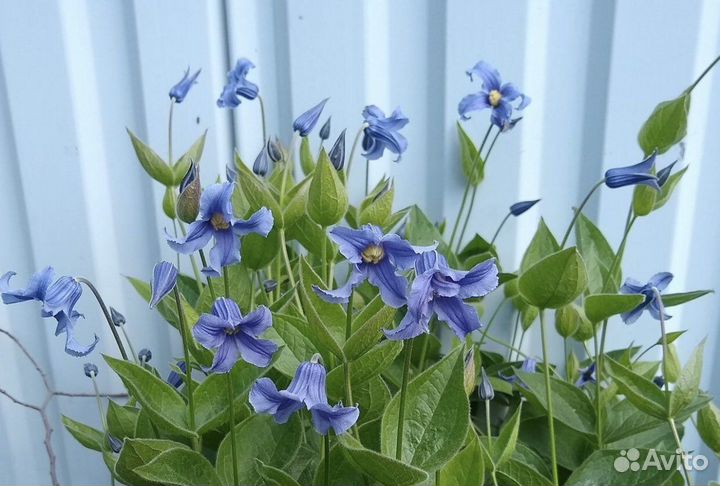 Клематис Цельнолистный «Integrifolia» Лиана