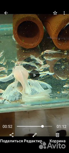 Анцитрус снежок вуаль