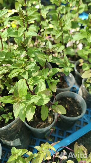 Мята сортовая коллекционная пряные травы