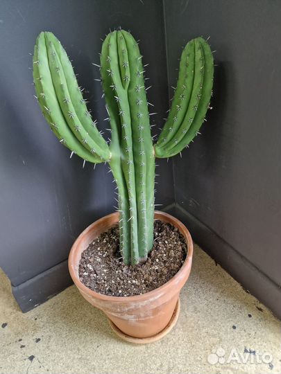 Кактус Мексиканский Полаския