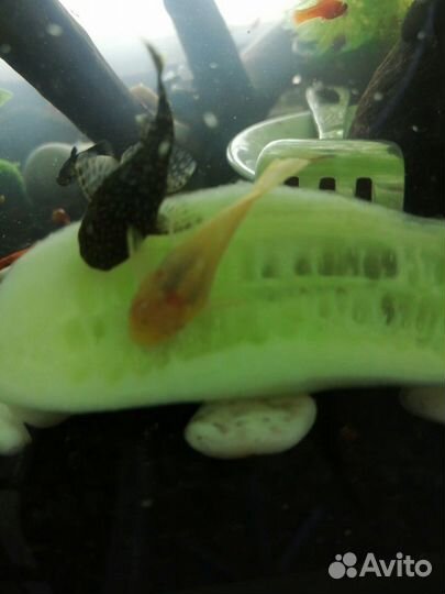 Мальки сома анциструса