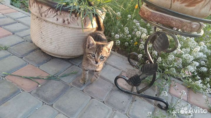 Отдам бесплатно