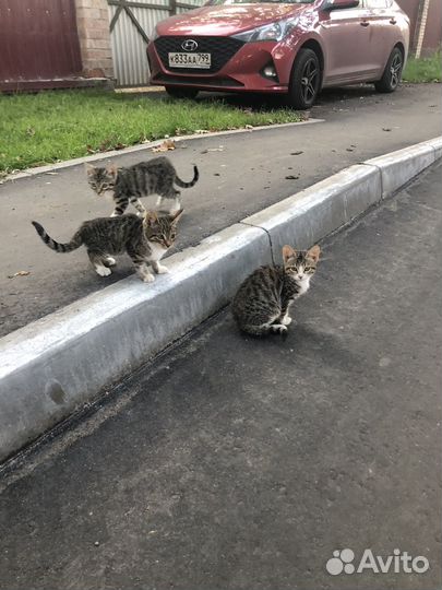 Котята Бенгальские почти)