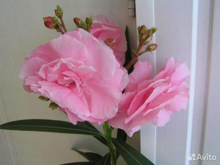 Олеандр махровый