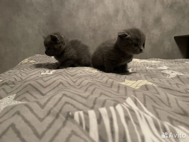 Британские котята