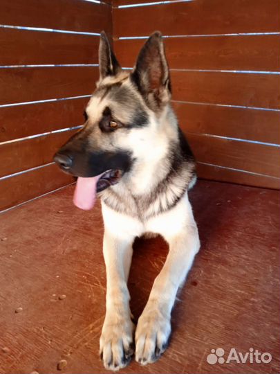 Вязка вео кобель