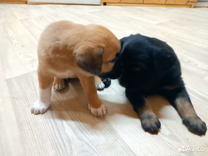 Щенок в добрые руки бесплатно