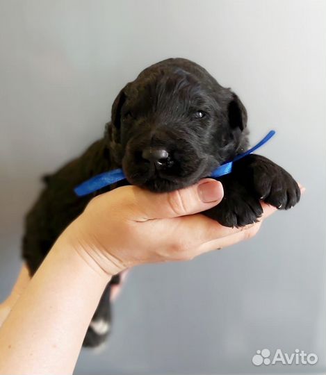 Русский черный терьер щенки