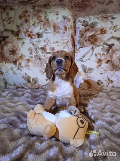 Щенки Спаниеля