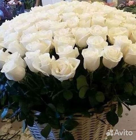 Высокие Розы Гиганты Доставка Круглосуточно