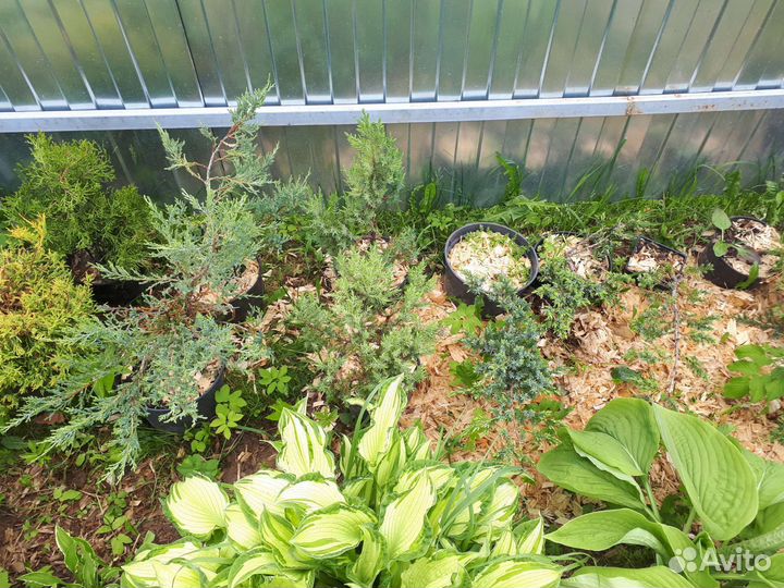 Можжевельник кипариссовик ива самшит