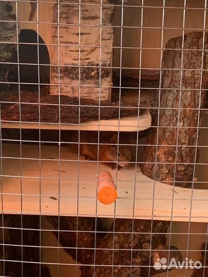 Клетка для белки