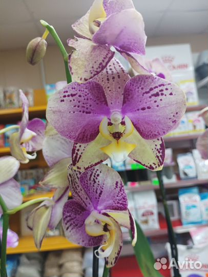 Орхидеи