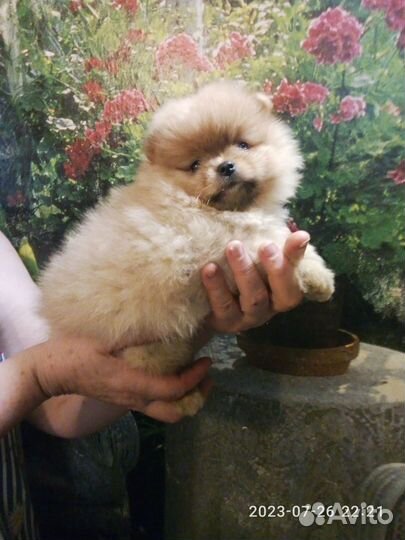 Малипуська