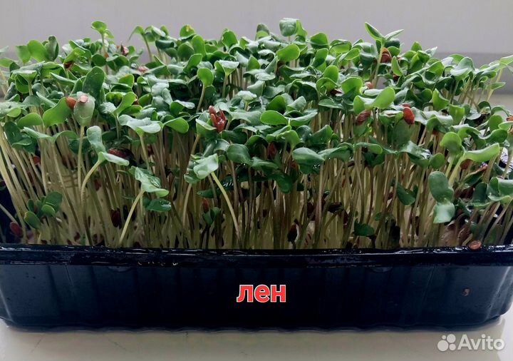 Микрозелень