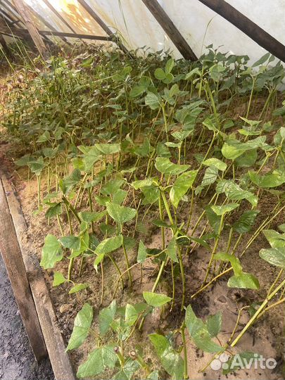 Саженцы калина красная