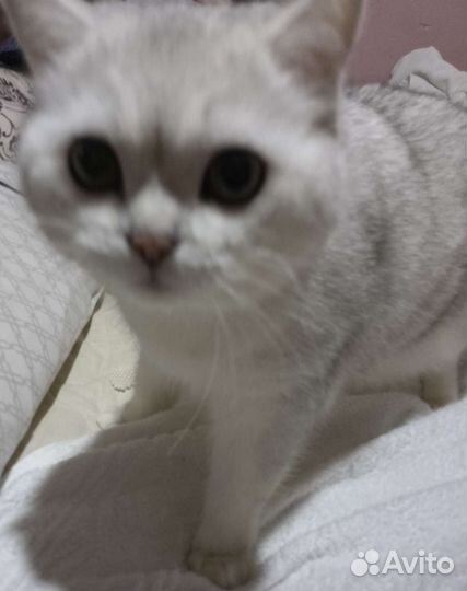 Шотландский котик