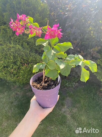 Бугенвиллия double purple