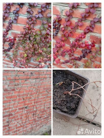 Виноград Вичи