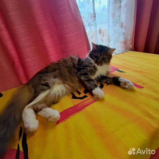 Кошка в дар бесплатно