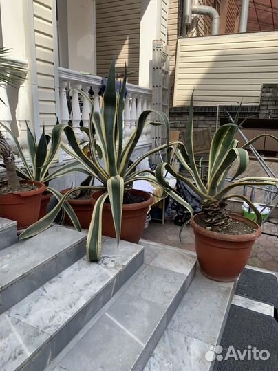 Хлорофитум