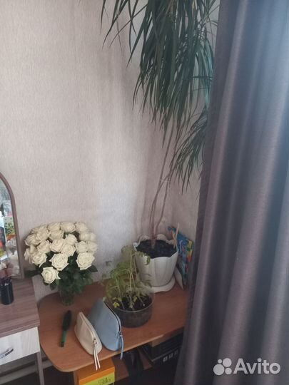 Пальма драцена