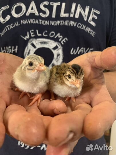 Цесарята инкубационное яйцо цесарки