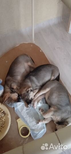 Отдам щенков в добрые руки Девочки