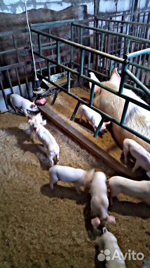 Поросята