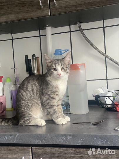 Кошка в дар