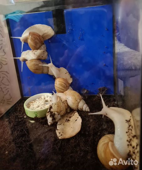 Улитки ахатины альбиносы