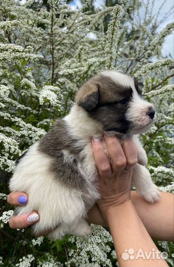 Щенки в добрые руки