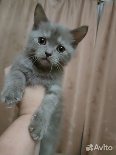 Британская кошка