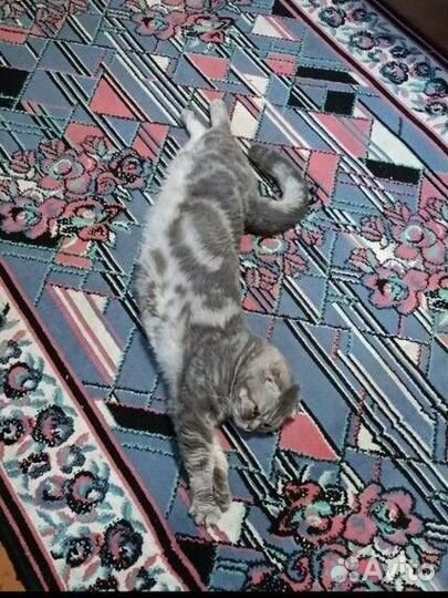 Вислоухая кошка бесплатно вязка