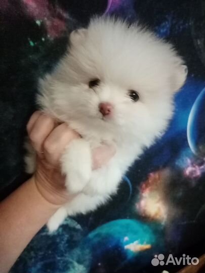 Щенки шпица