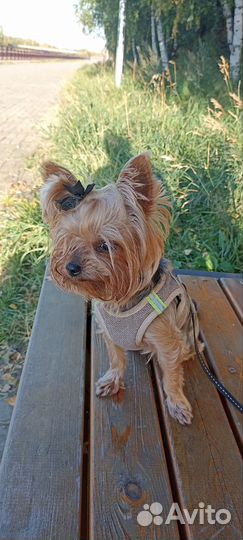Йоркширский терьер мини девочка