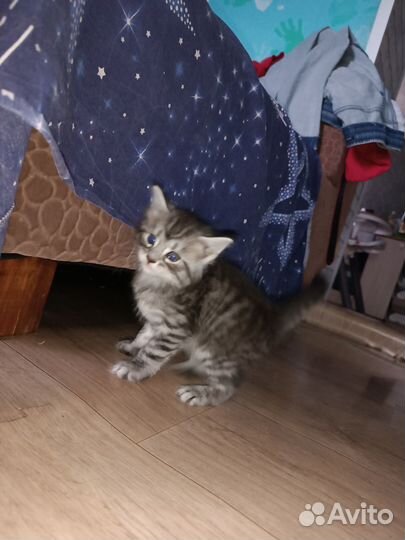 Котята майкун